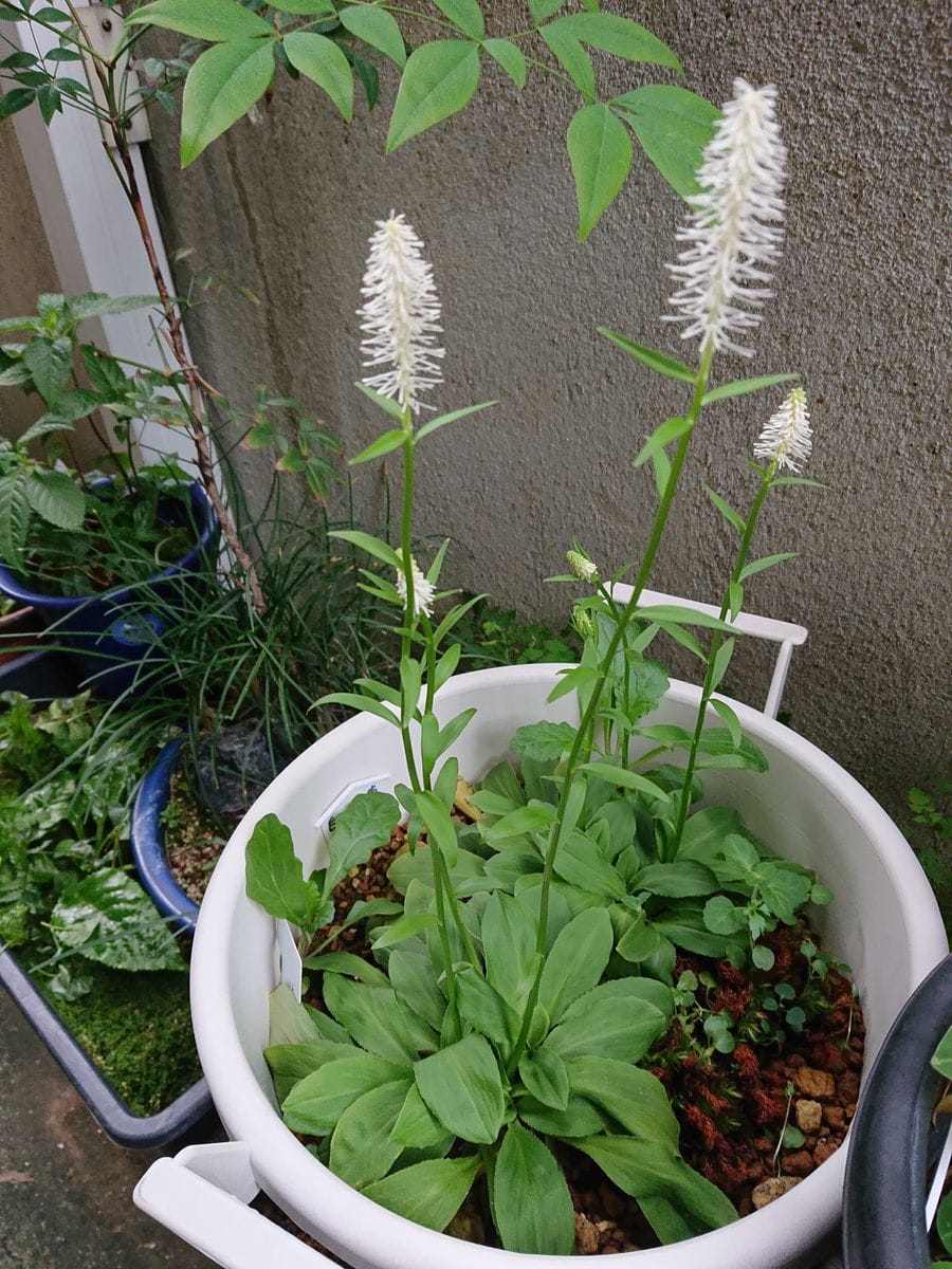 シライトソウを育てています。 花が咲きました。