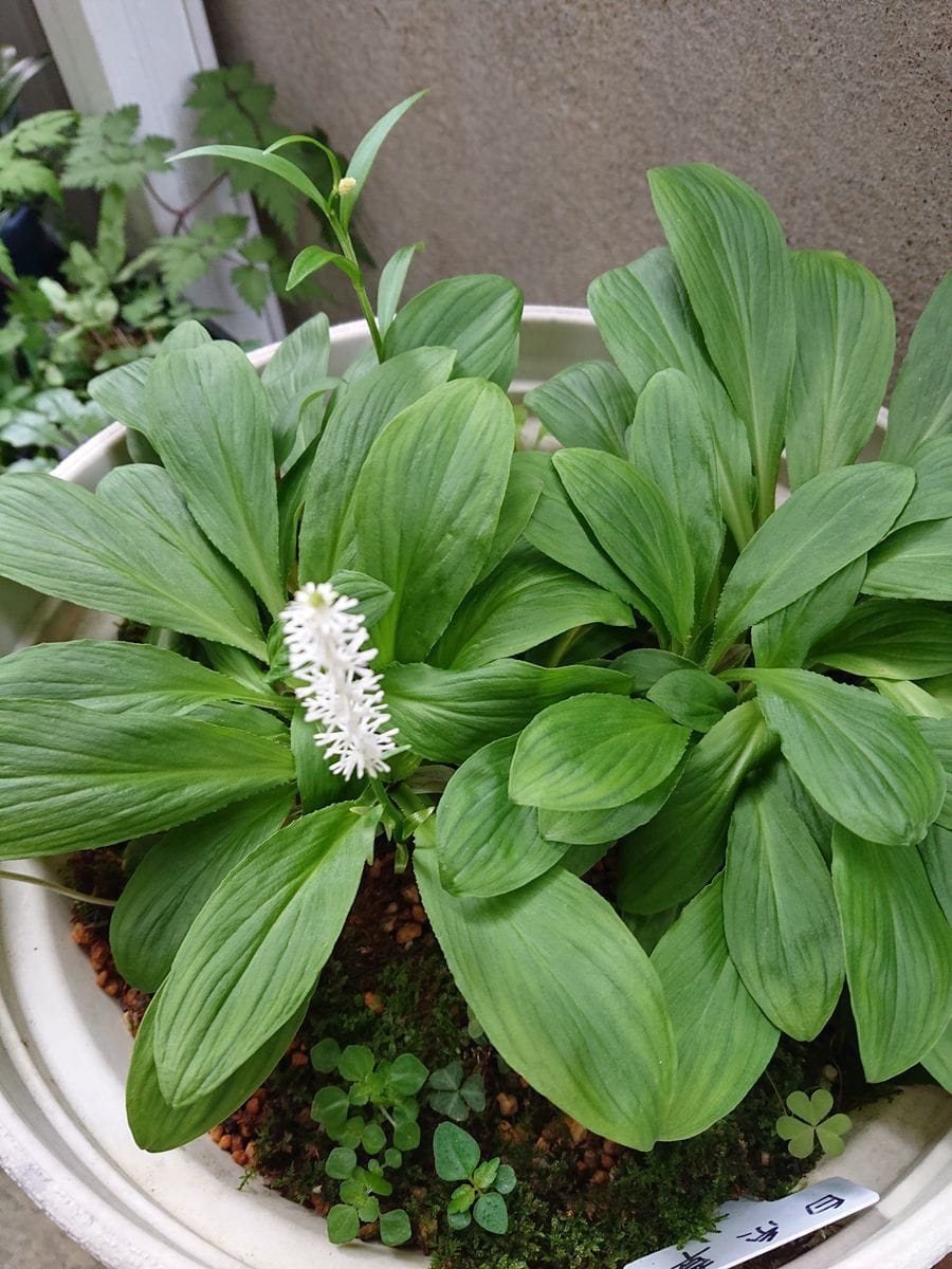 シライトソウを育てています。 花が咲きました。