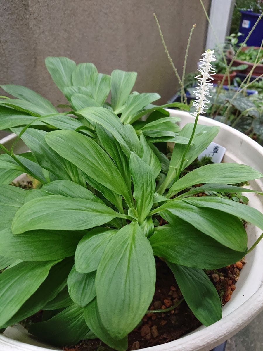 シライトソウを育てています。 花が咲きました。