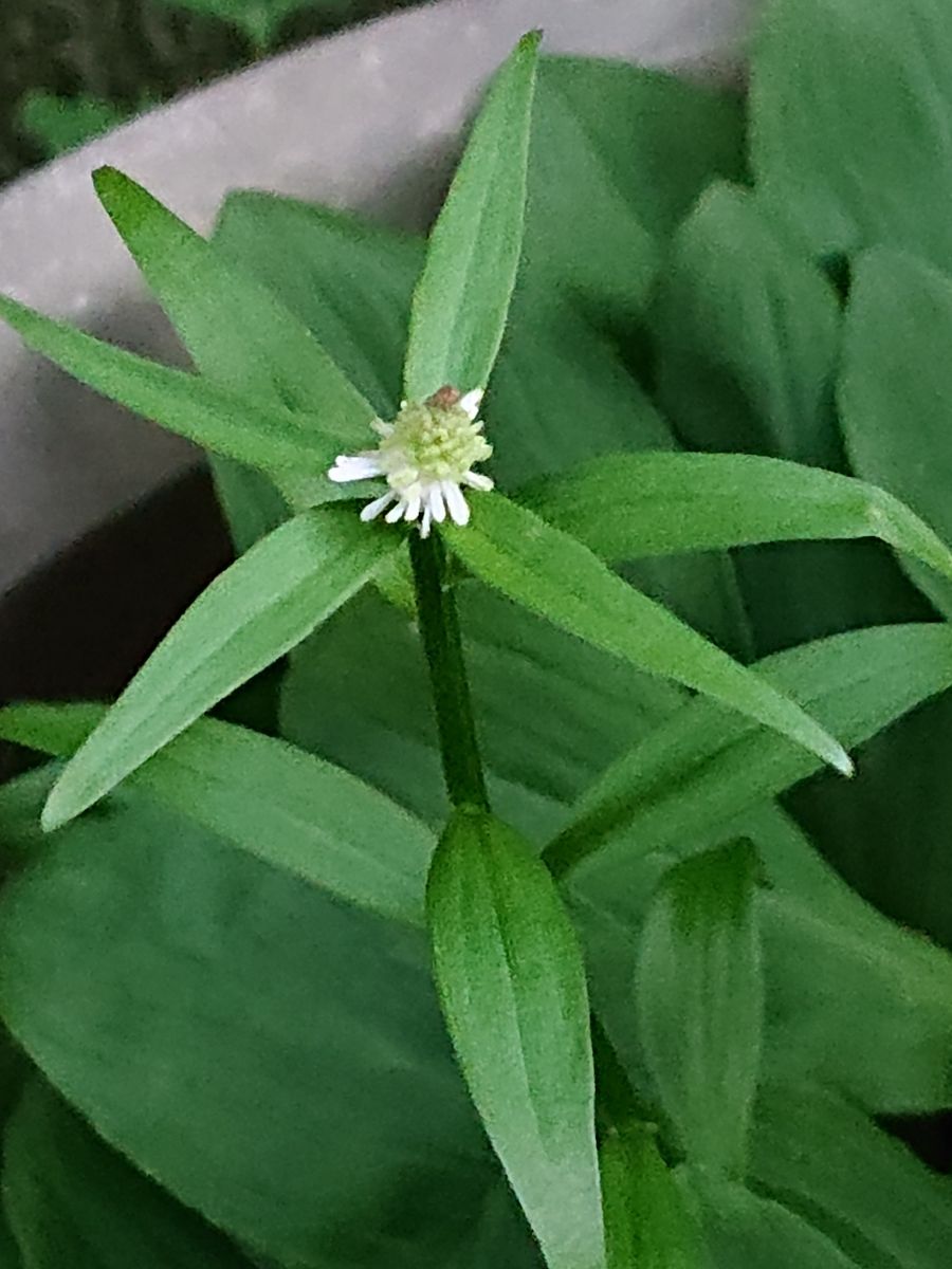 シライトソウを育てています。 花が咲き始めました。