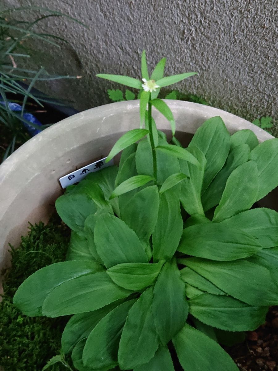 シライトソウを育てています。 花が咲き始めました。続きです。