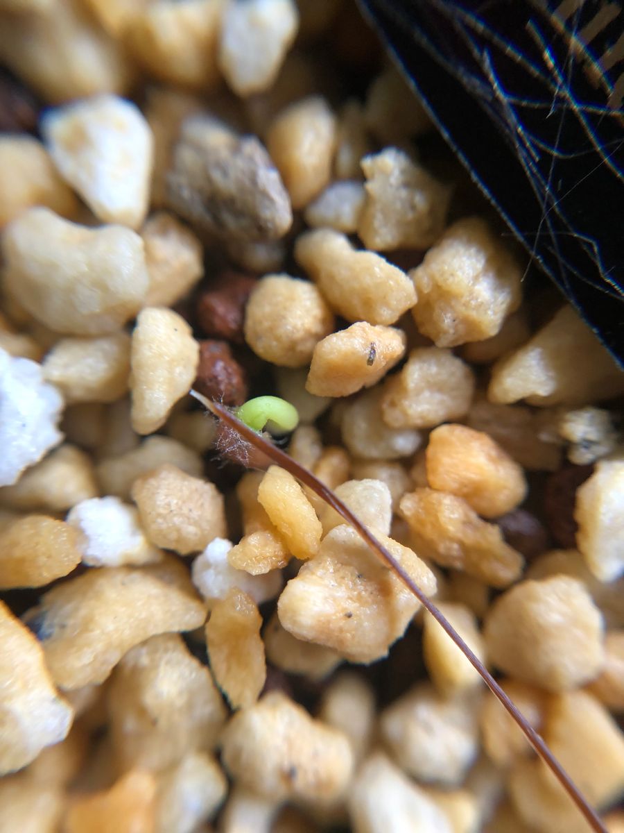 ペラルゴニウム・クリスミフォリウムを種子から育てる❗️に挑戦‼️ 2022年1月22日