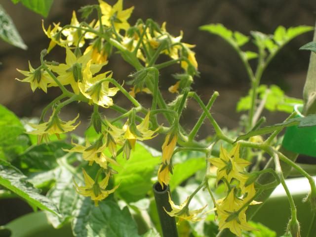 ミニトマト（ナイアガラ）の栽培 花が、沢山咲きました！