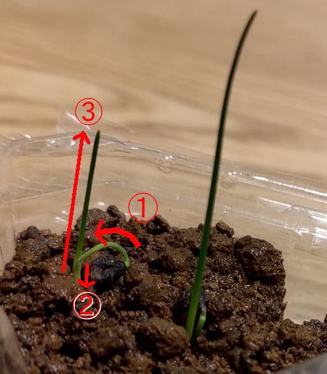 タマスダレ【種から】 タマスダレのユニークな発芽の仕方