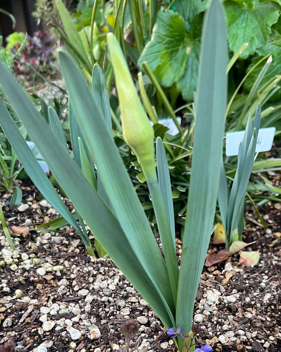 はじめての水仙 オブダムの蕾