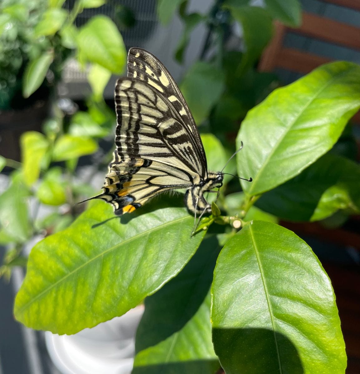 夏みかんの葉 80枚 葉 アゲハ 虫 餌 みかん 葉 - 虫類用品