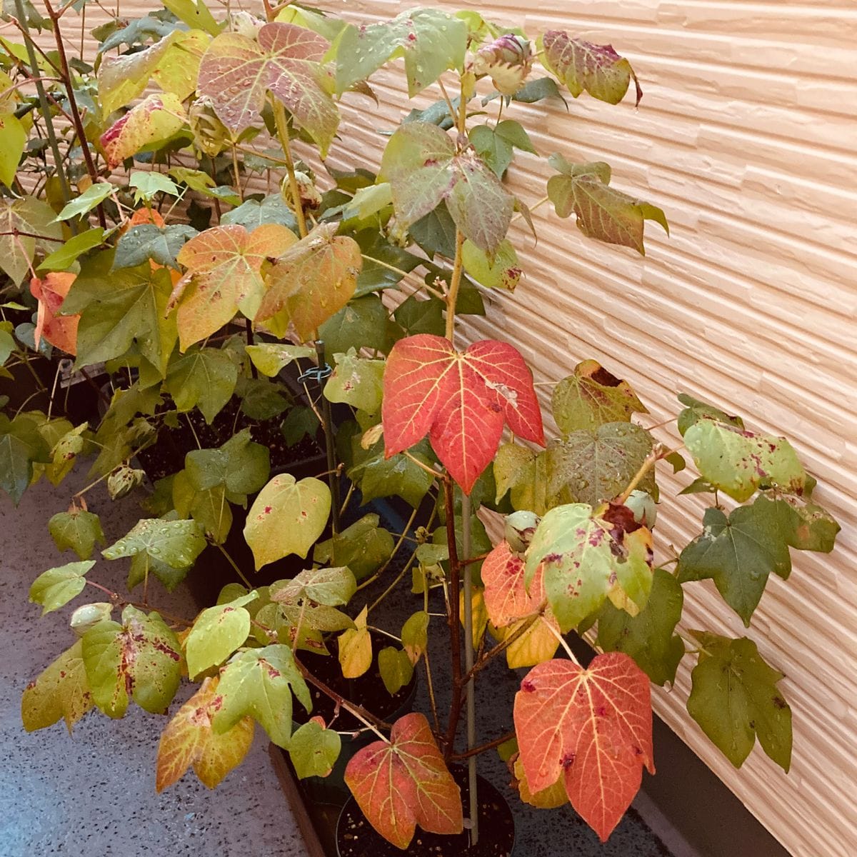 種から綿を育て隊🎵 紅葉🍁