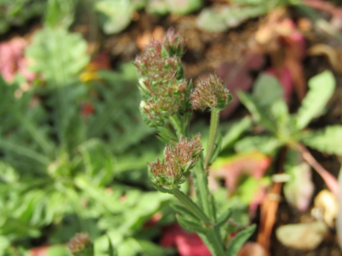 種から育てたスターチスでリースを作る 花壇に植え付け準備