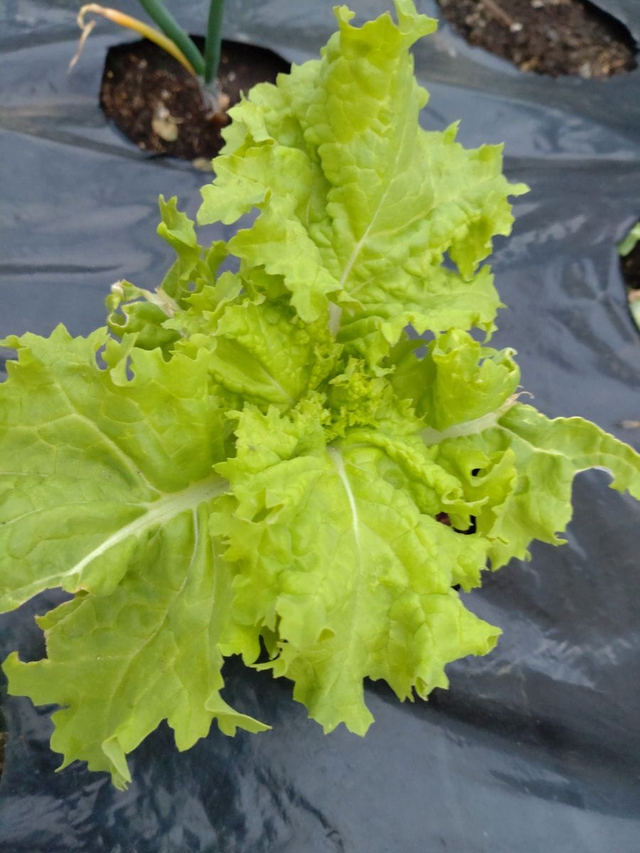 キッチンで水栽培🥦🏵️野菜の花を見たい! 名前のわからない菜っぱ