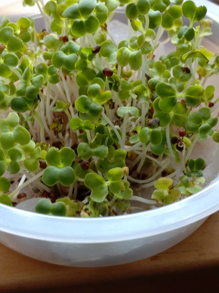 キッチンで水栽培🥦🏵️野菜の花を見たい! 種をスプラウトに