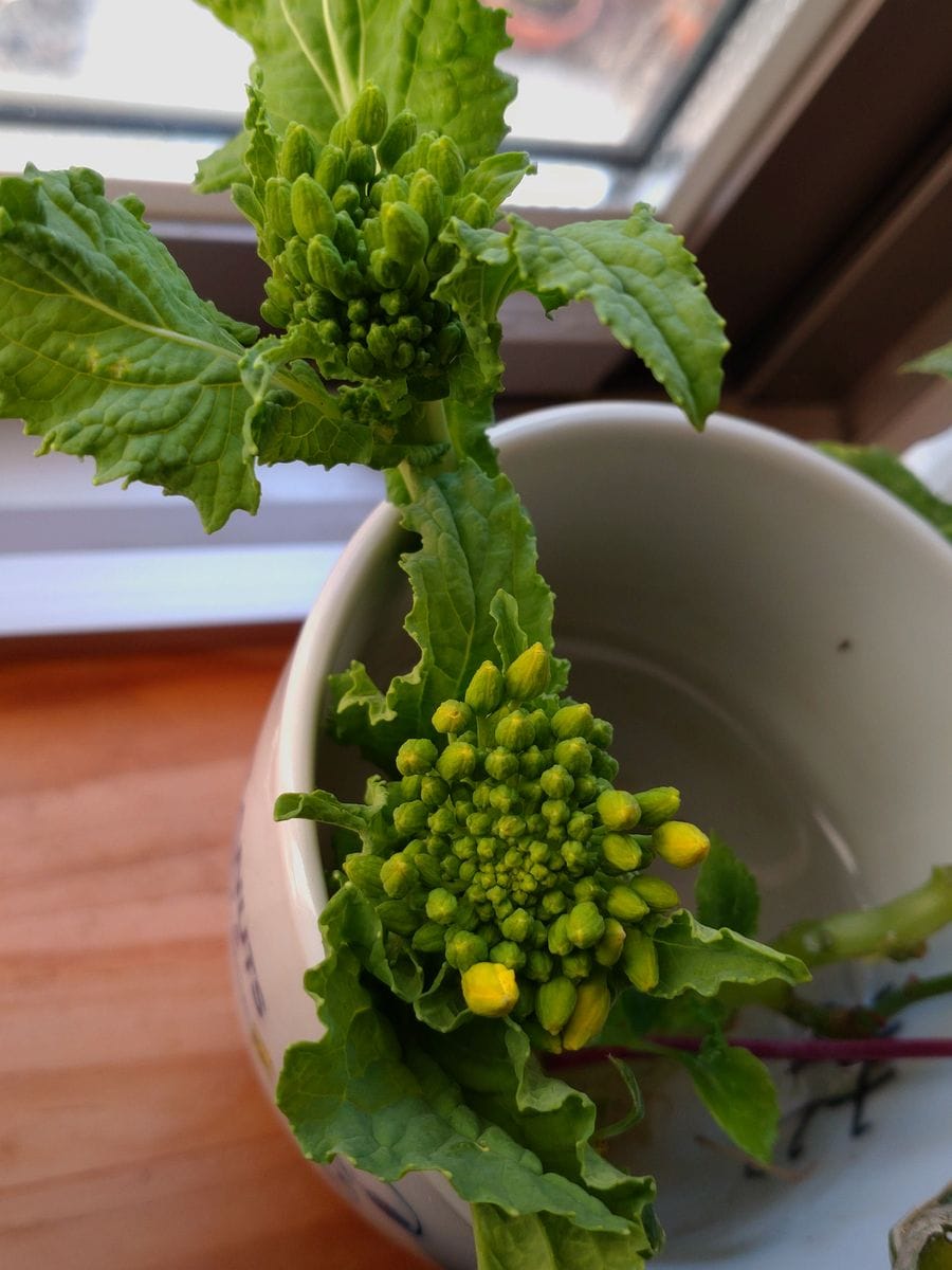 キッチンで水栽培🥦🏵️野菜の花を見たい! ナバナ