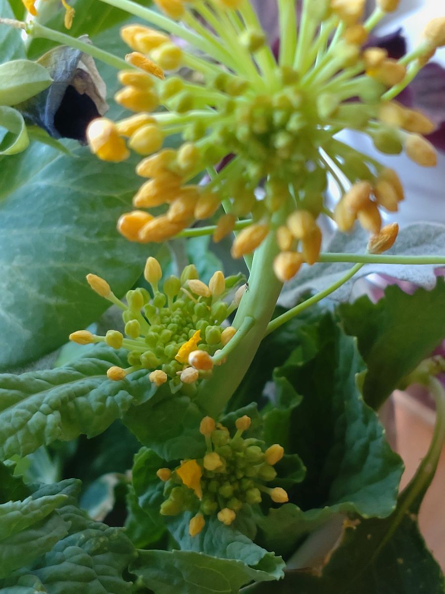 キッチンで水栽培🥦🏵️野菜の花を見たい! ナバナ咲くけど…