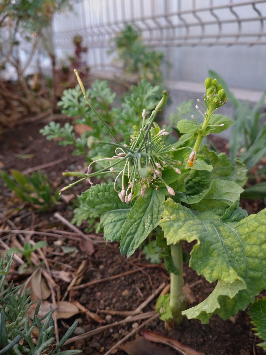 キッチンで水栽培🥦🏵️野菜の花を見たい! ナバナ地植え好調