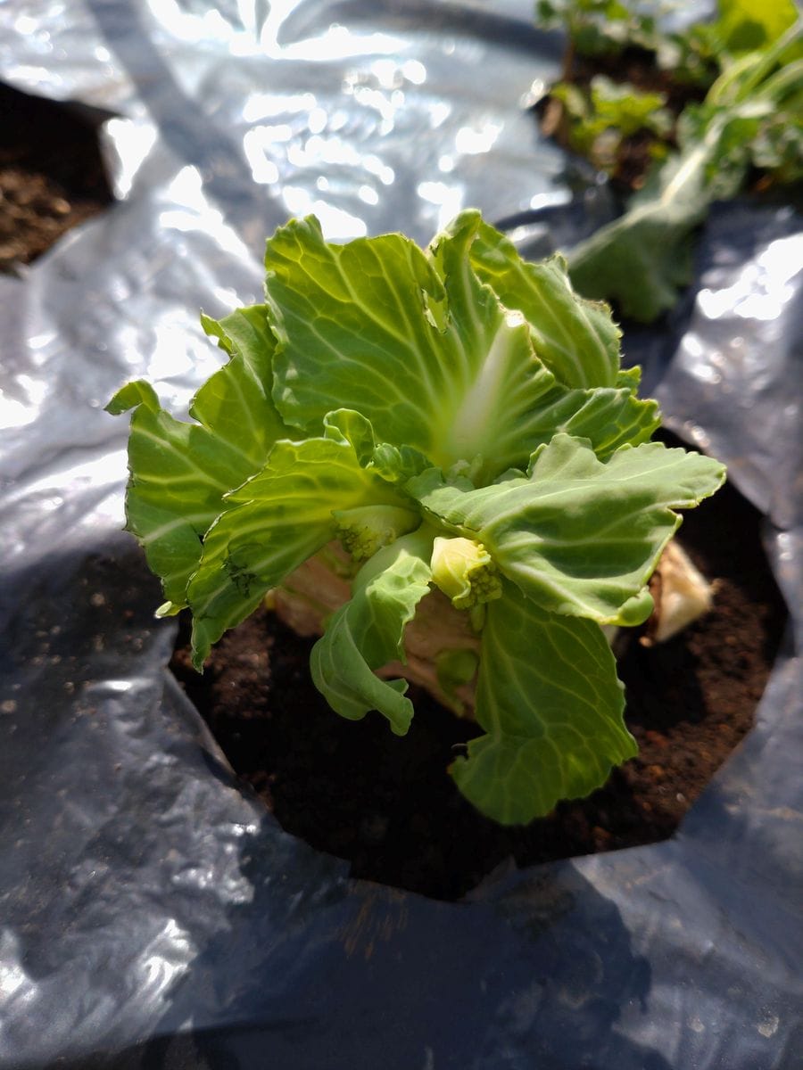 キッチンで水栽培🥦🏵️野菜の花を見たい! キャベツの芯