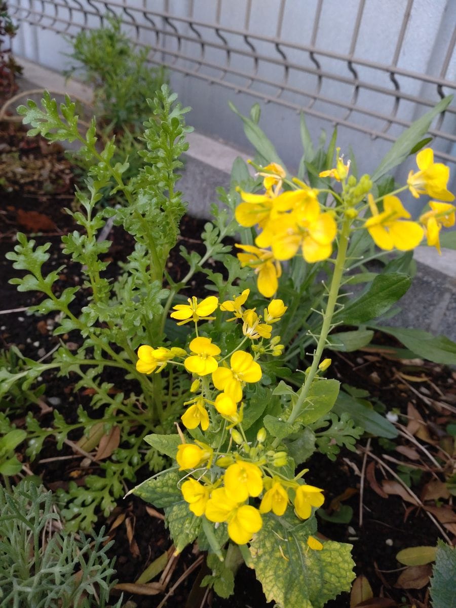 キッチンで水栽培🥦🏵️野菜の花を見たい! 外で花盛り