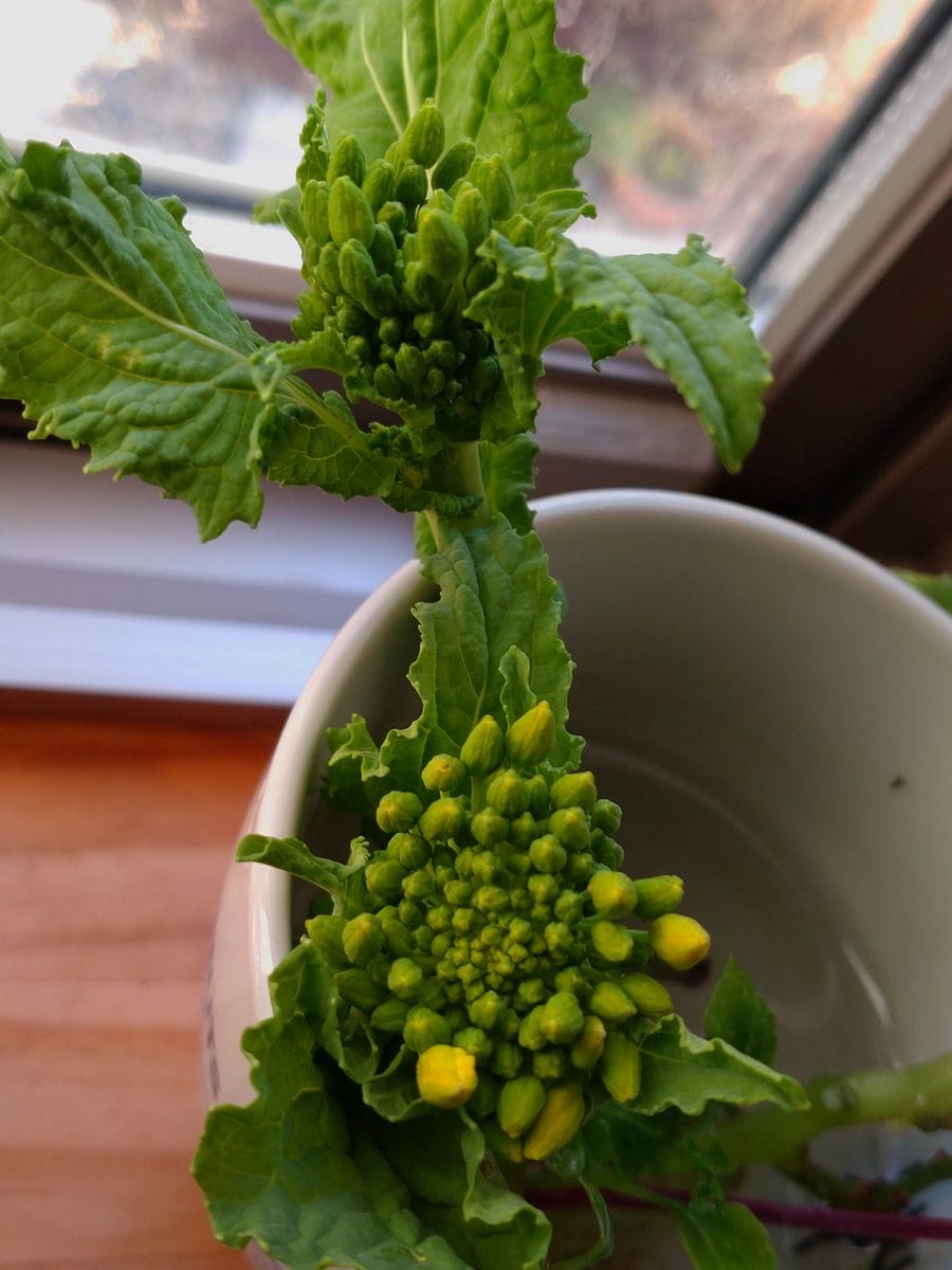 キッチンで水栽培🥦🏵️野菜の花を見たい!