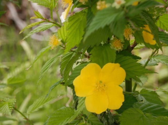 山吹草 黄色の花