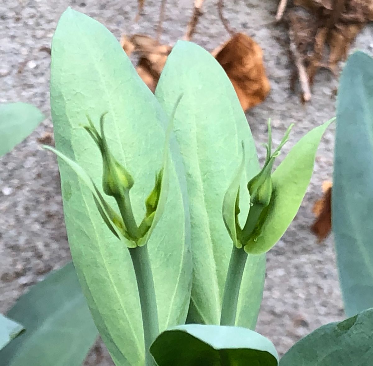 初心者が🔰育てるトルコギキョウ ツボミかな？