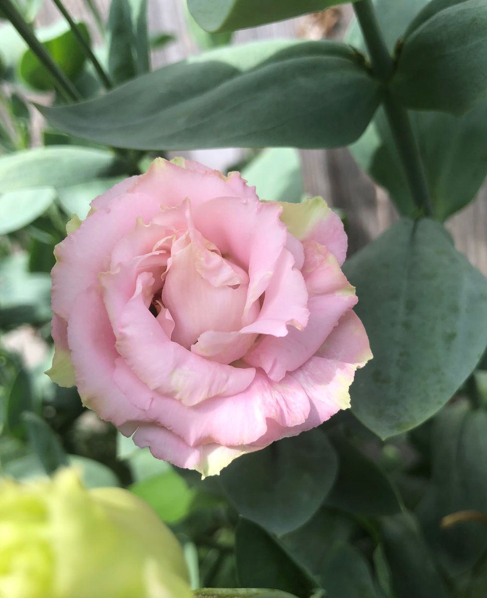 初心者が🔰育てるトルコギキョウ 今年も開花ー🌸