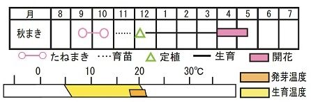 2022 オステオスペルマム f1アキラ サンセットシェード 種をまく