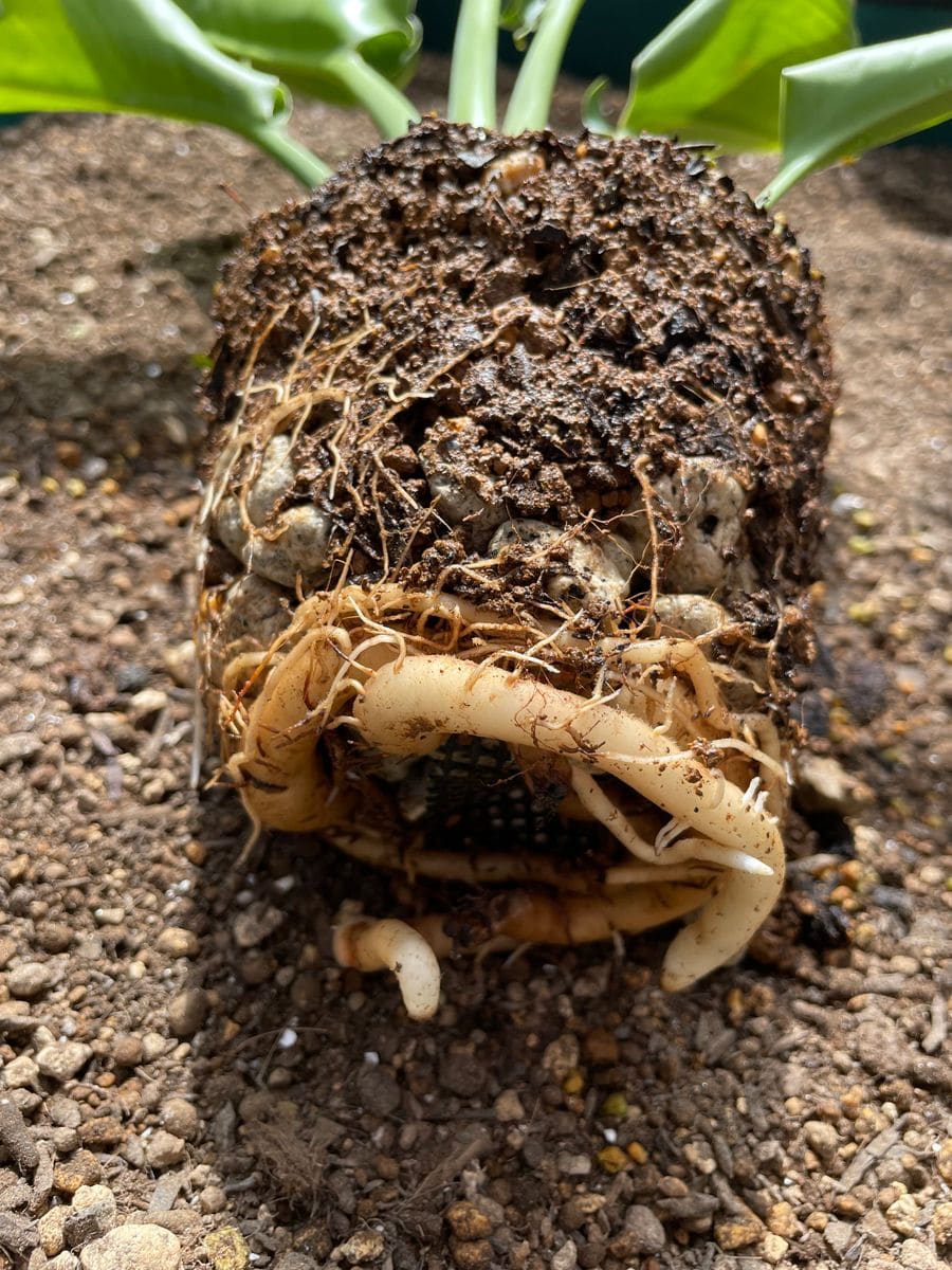 極楽鳥花開花を目指して！ 植え替え