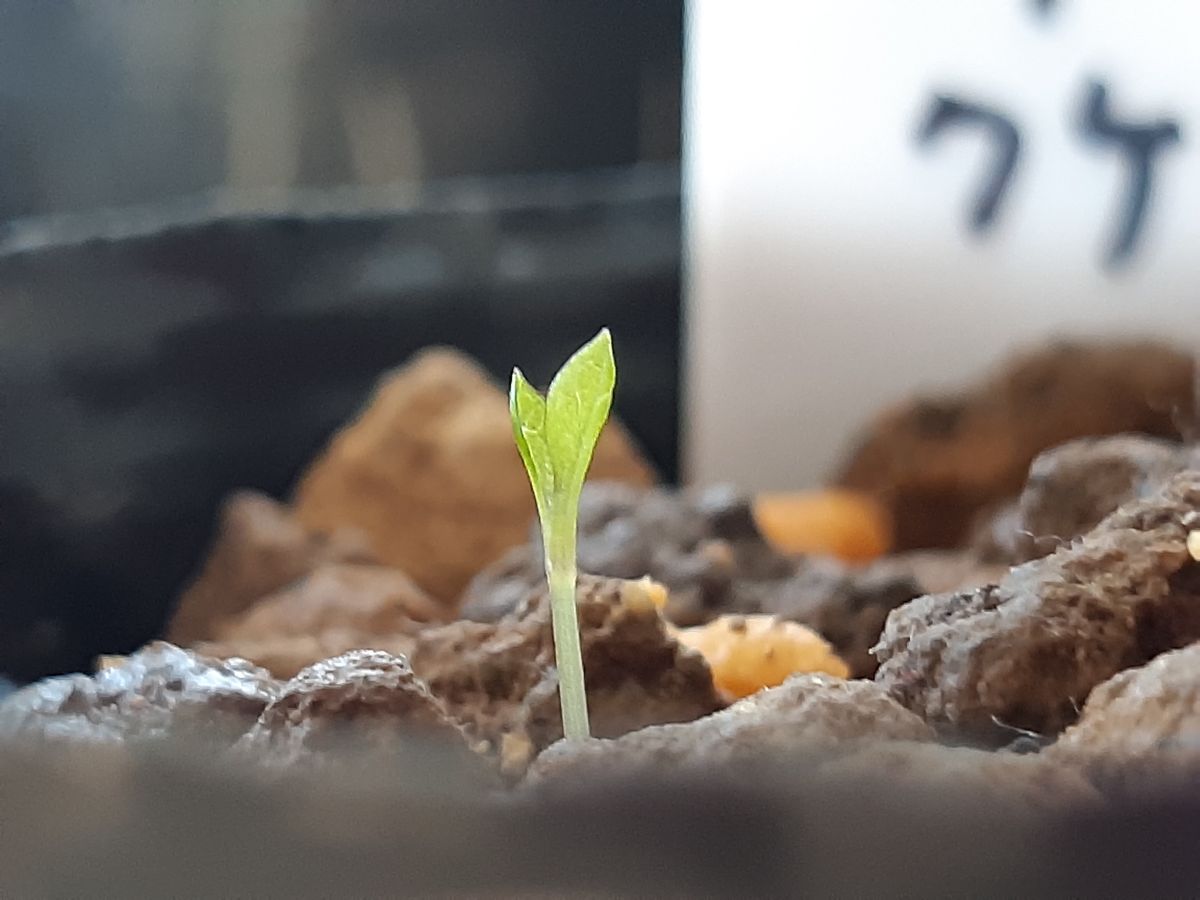 壺型クレマチスが咲くまで(*^^*)💓 遂に発芽🌱10月31日　8ヶ月目で発芽