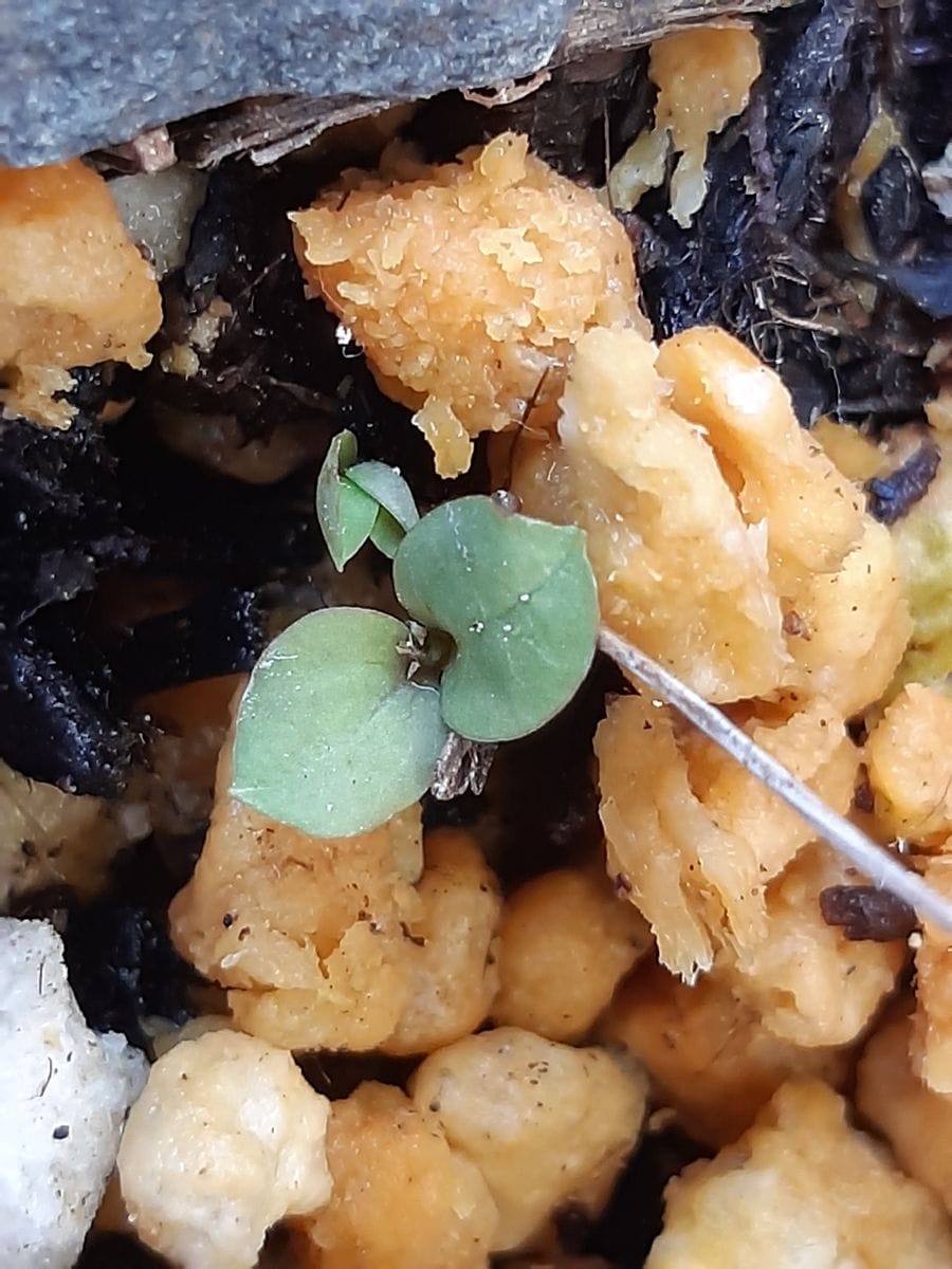 壺型クレマチスが咲くまで(*^^*)💓 来年の新芽🌱