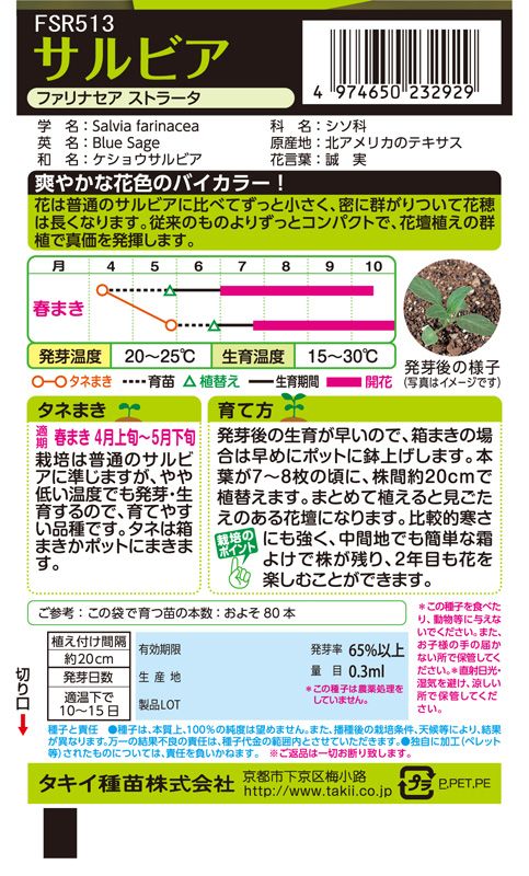 【終】2021 サルビアファリナセア ビクトリアブルー 他 種から 種まき