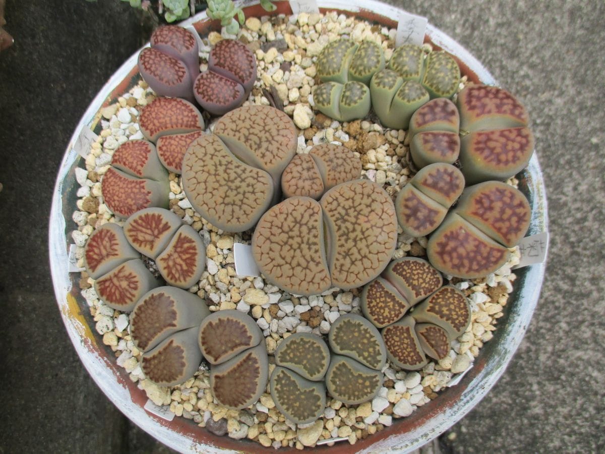 リトープスの寄せ植え管理 そろそろ２回目の植え替えの用意