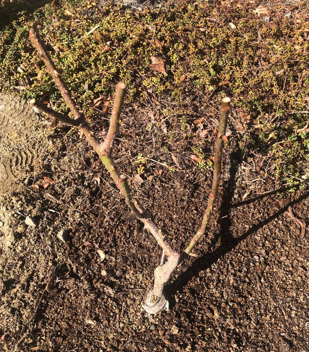 初心者が育てるバラ(芳純) 植え付け後に春の剪定をしました