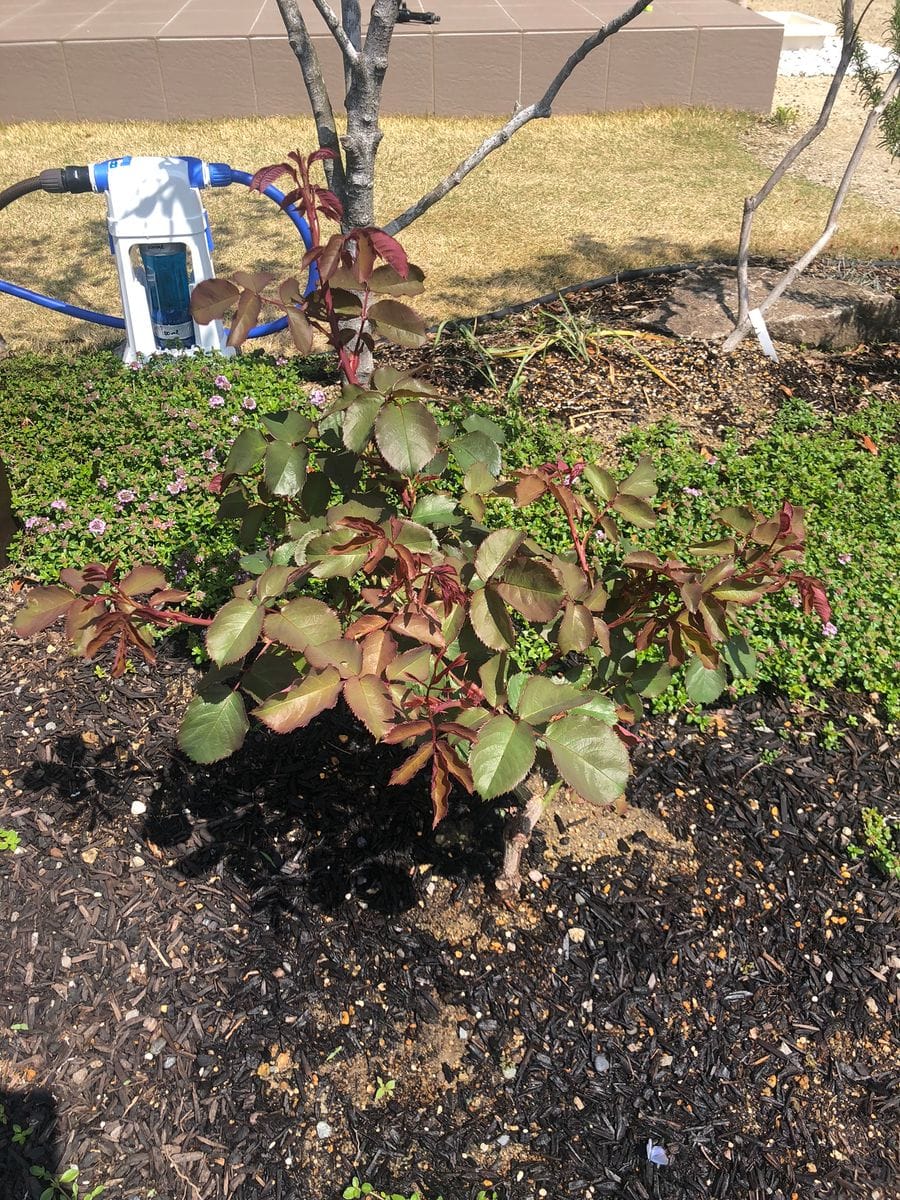 初心者が育てるバラ(芳純)  枝葉を伸ばしました