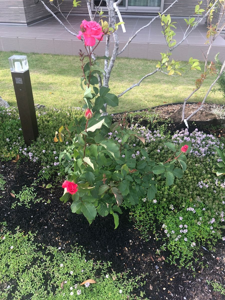 初心者が育てるバラ(芳純) 花が咲きました