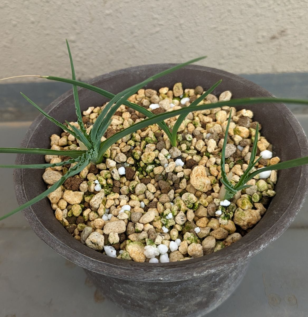 ラペイロージアを鉢いっぱいに咲かせる2022-2024 一芽増えて生長中