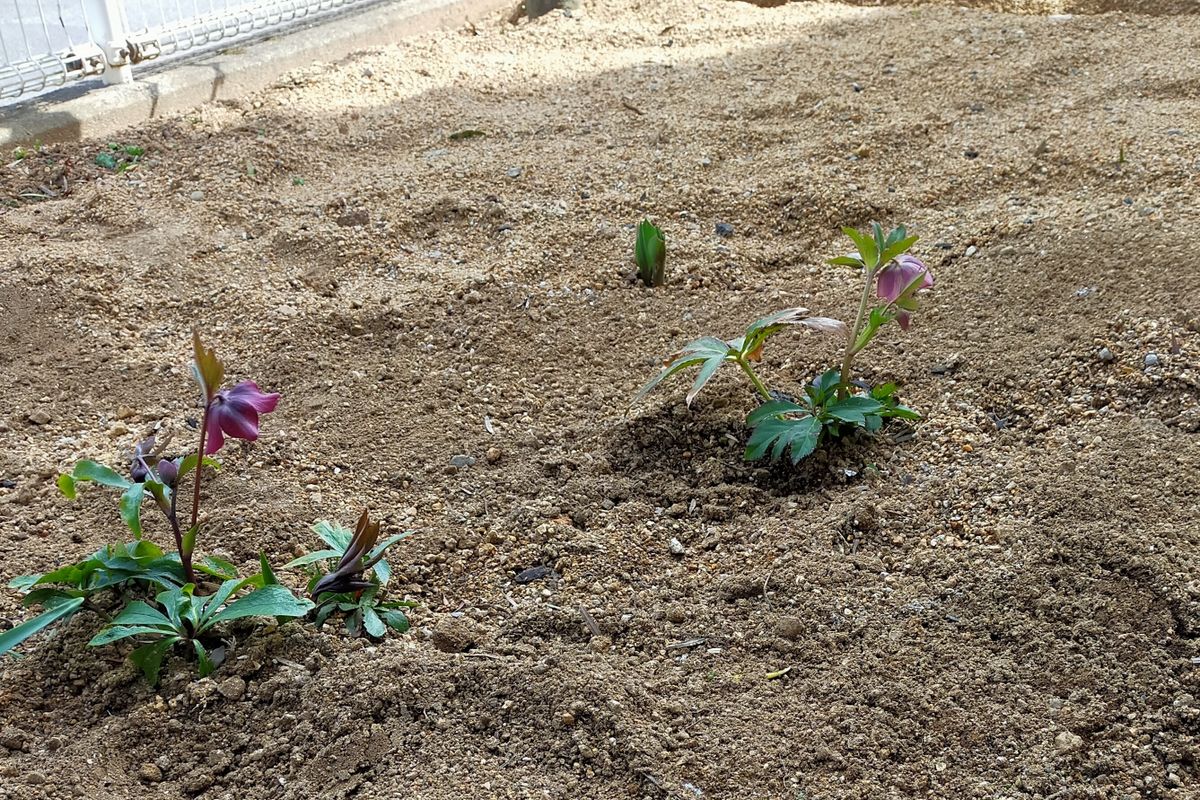 コミュニティーセンターでの花壇作り コミセン北花壇植え付け前の様子