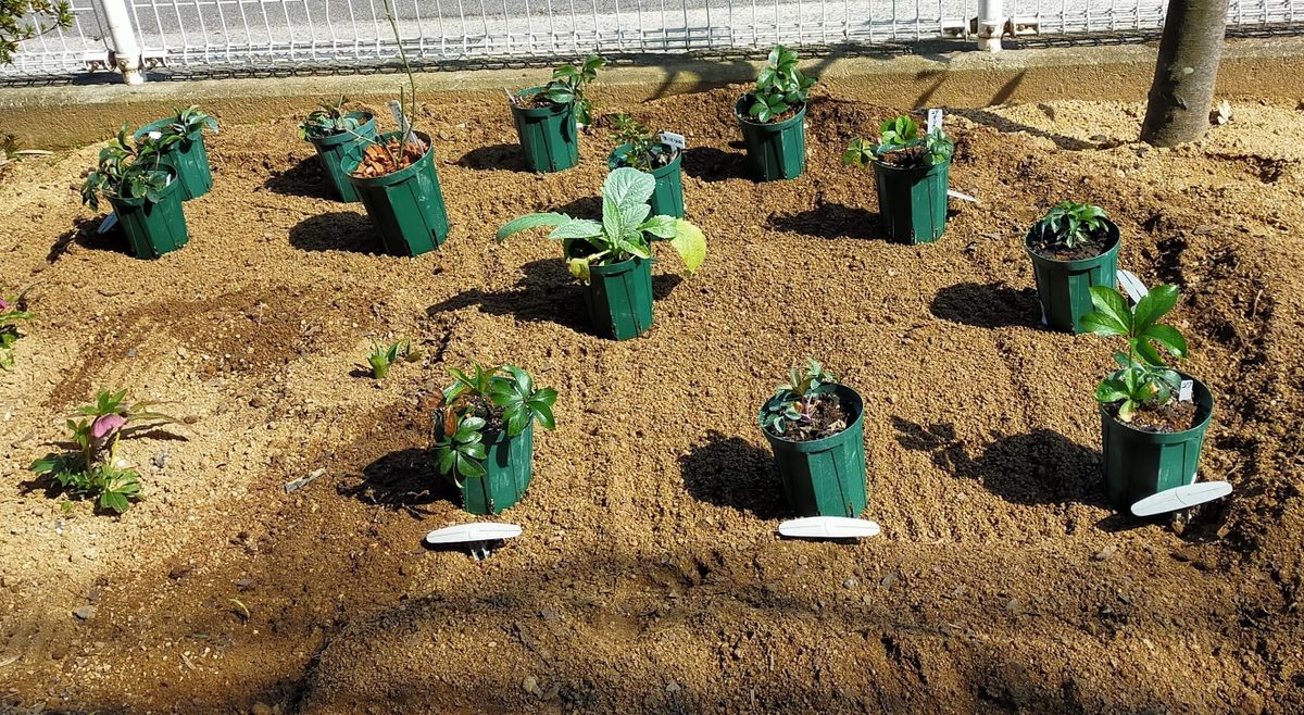 コミュニティーセンターでの花壇作り 北花壇植え付け草花配置