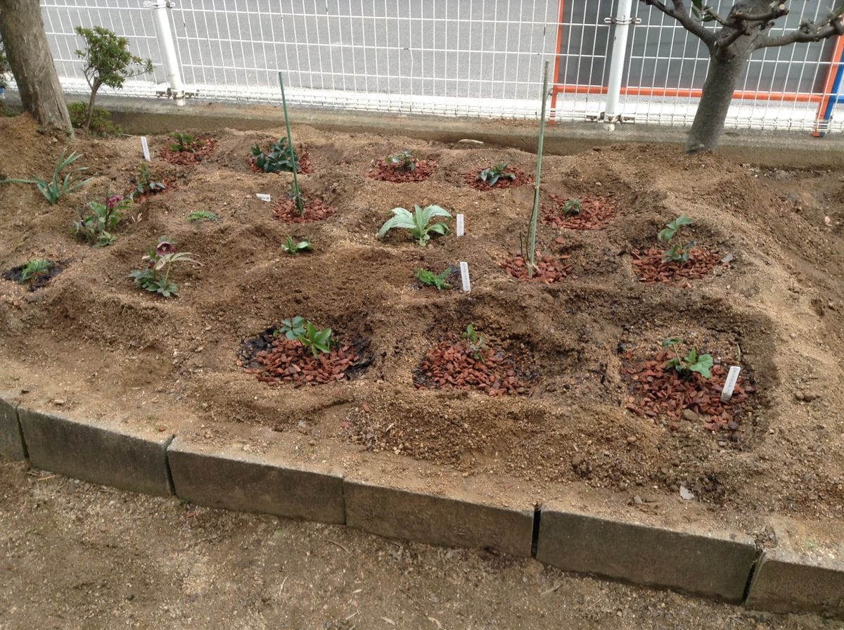コミュニティーセンターでの花壇作り 北花壇草花植え付け終了