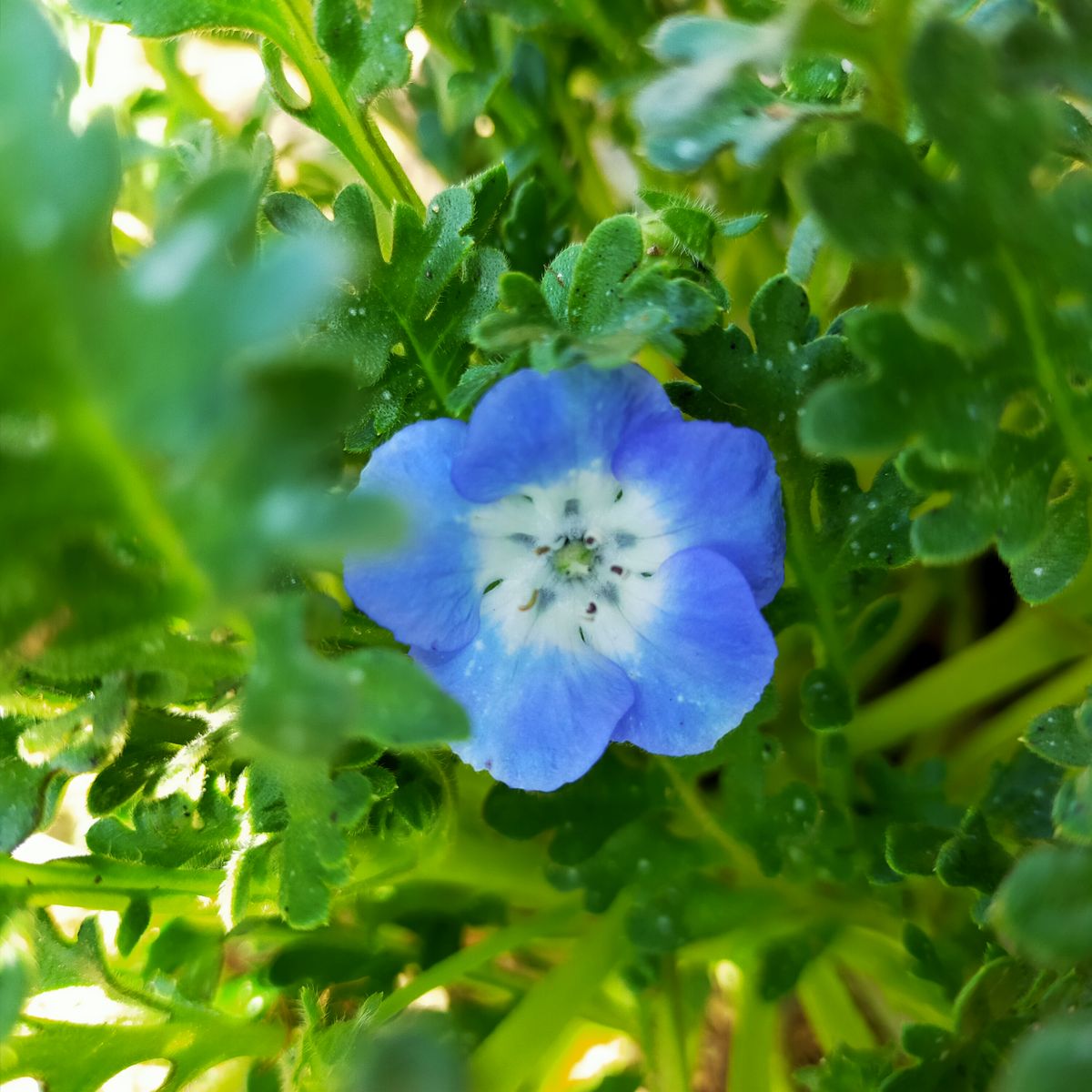 コミュニティーセンターでの花壇作り 南花壇で初開花