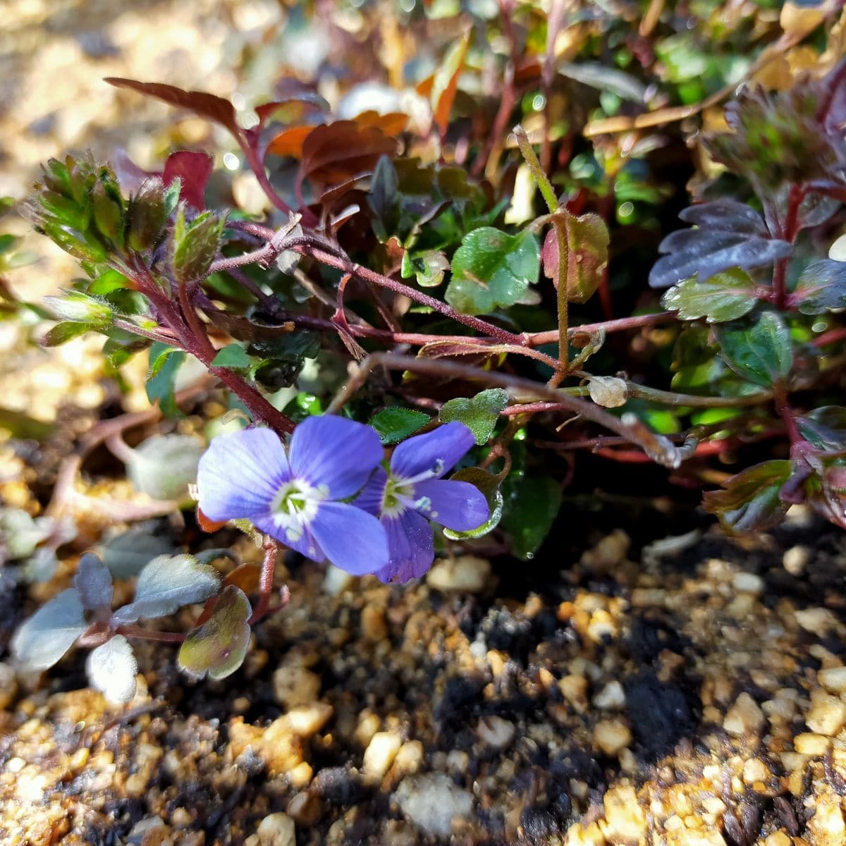 コミュニティーセンターでの花壇作り 南花壇で初開花