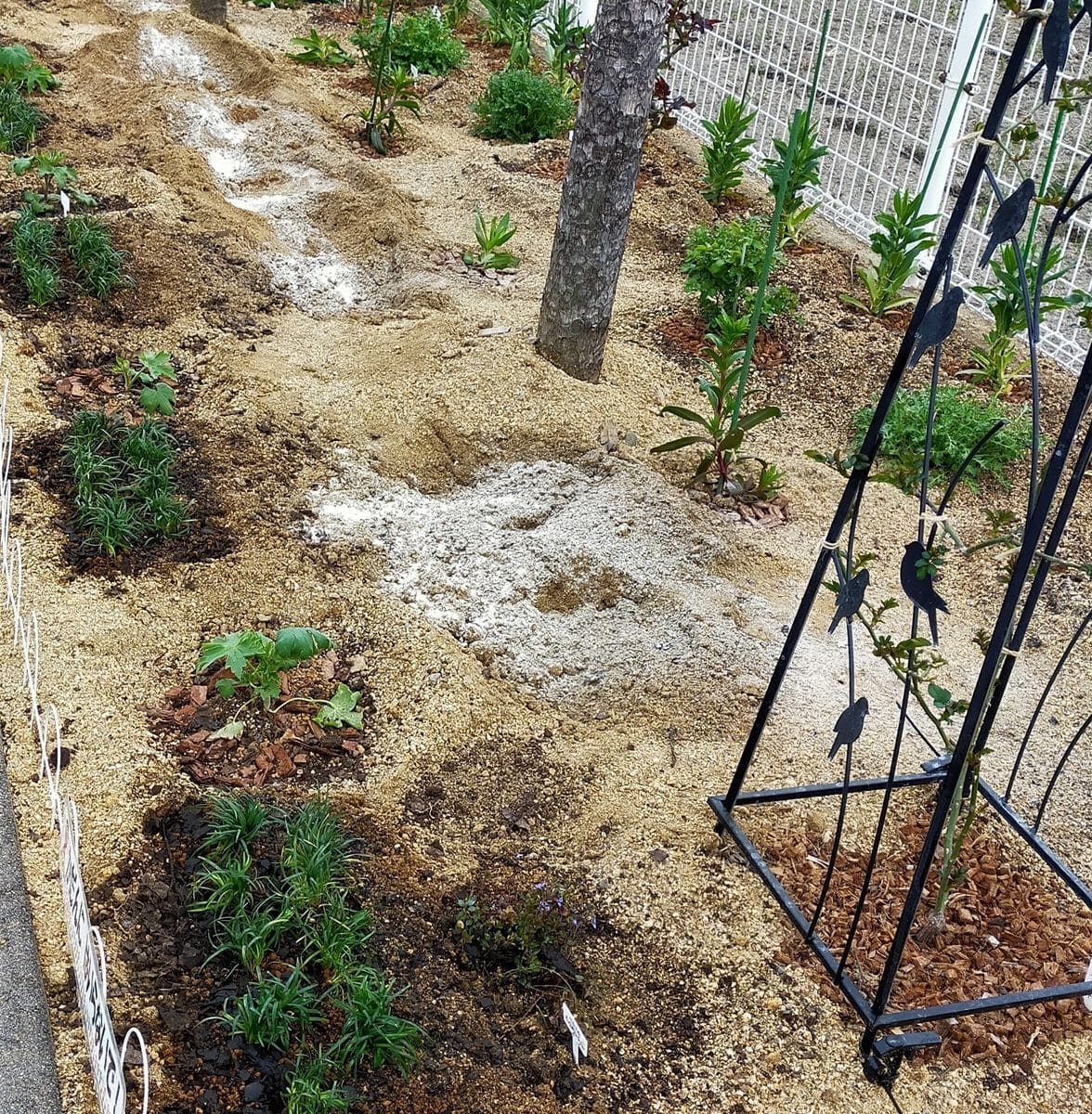 コミュニティーセンターでの花壇作り 南花壇でタマリュウ植え付け