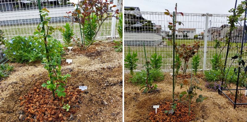 コミュニティーセンターでの花壇作り コミセン南花壇バラ植え付け