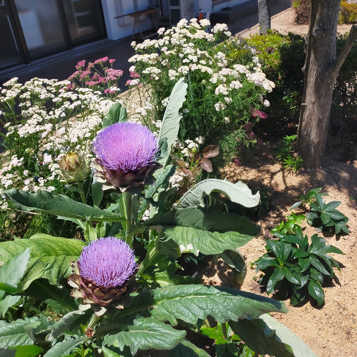 コミュニティーセンターでの花壇作り コミセン北花壇の様子