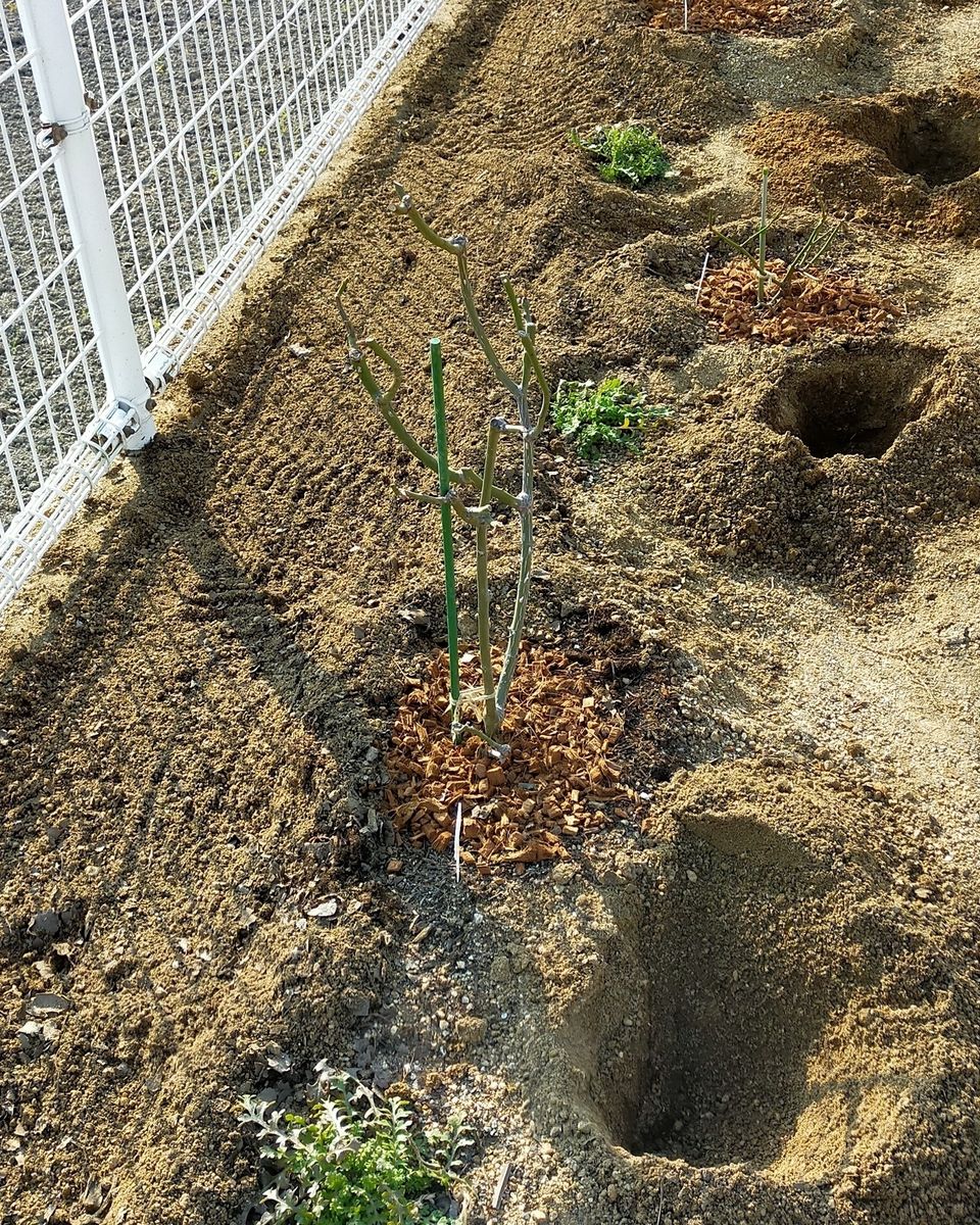 コミュニティーセンターでの花壇作り コミセン花壇土壌改良と植穴掘り