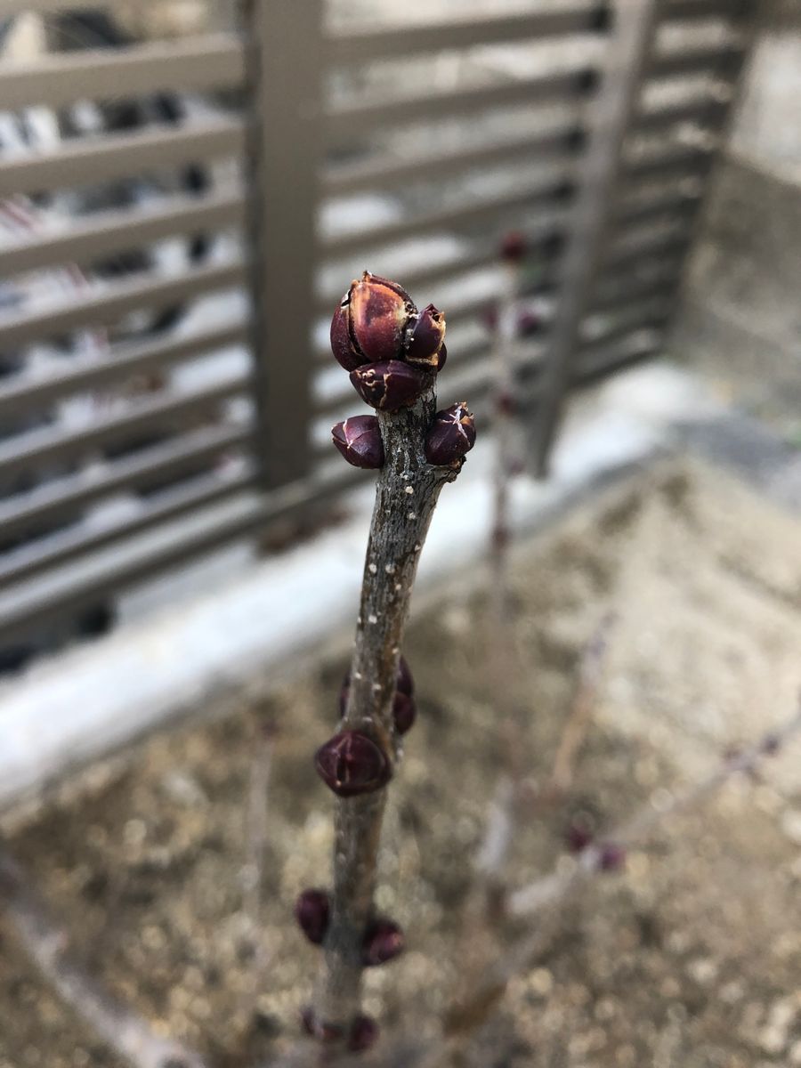 初めてのライラック 花芽が膨らんできた