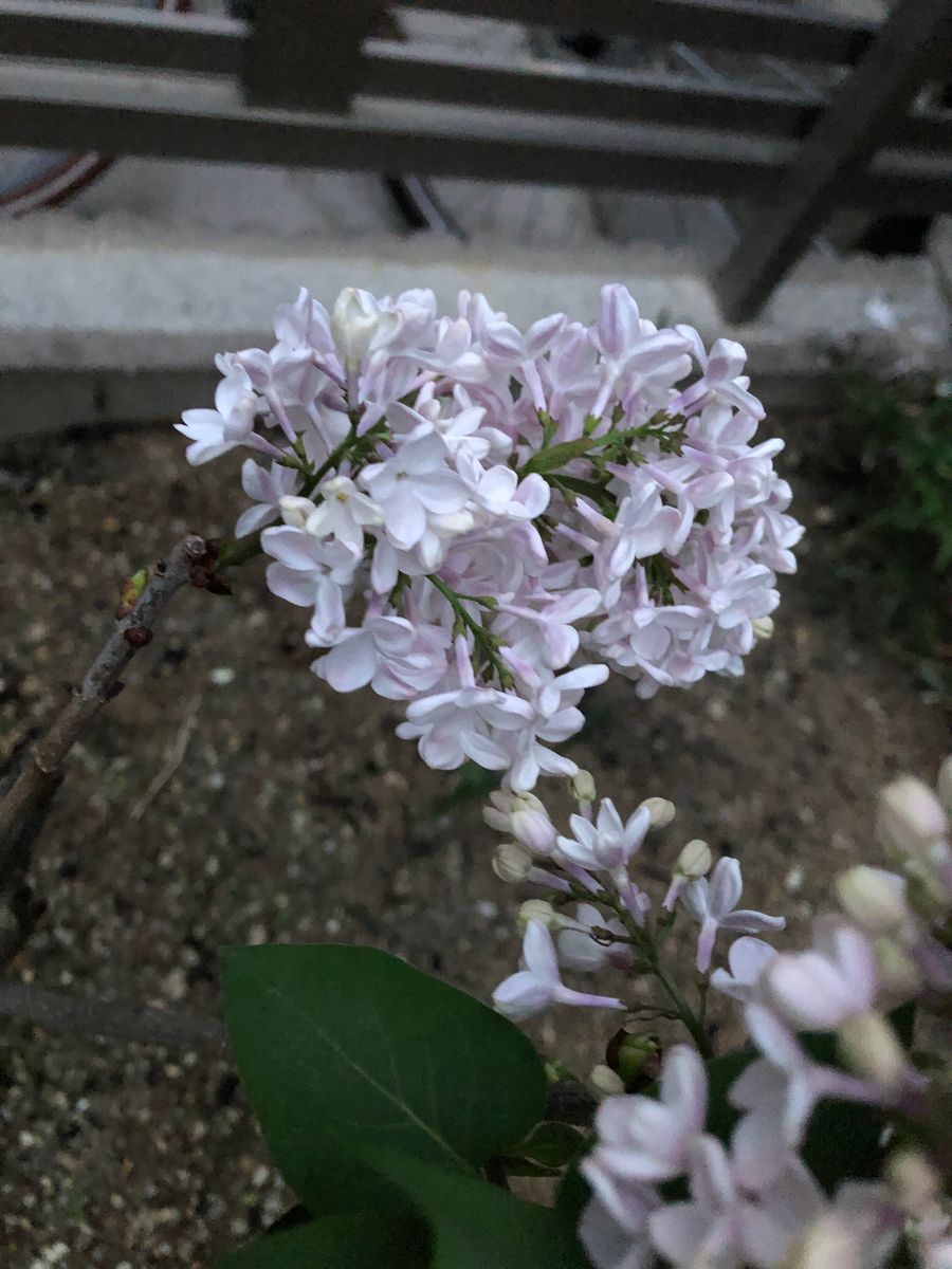 初めてのライラック 開花しました💜