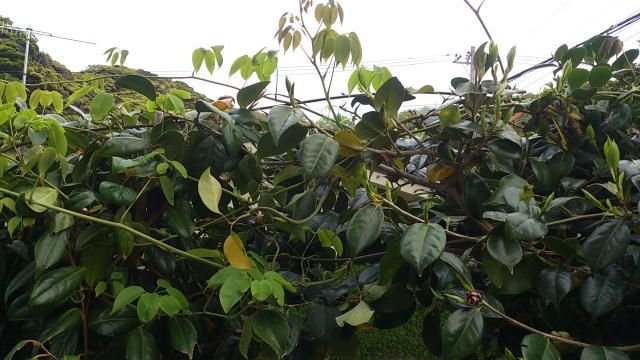 植物の生きる力を信じた手抜き園芸 椿にお願いした子育て