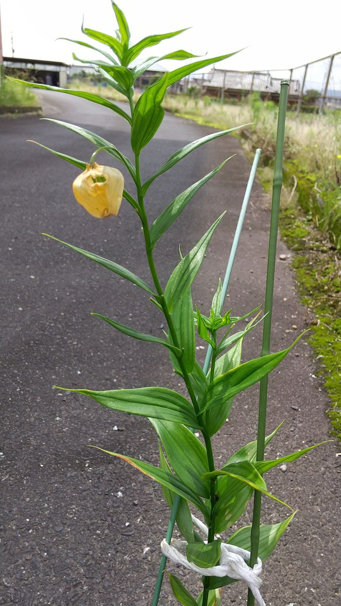 2022 サンダーソニアを5月に咲かせたい 6/2 ほぼ開花が終わりました。