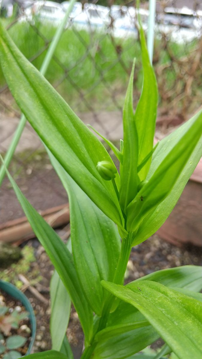 2022 サンダーソニアを5月に咲かせたい 4/30 蕾が見えてきました