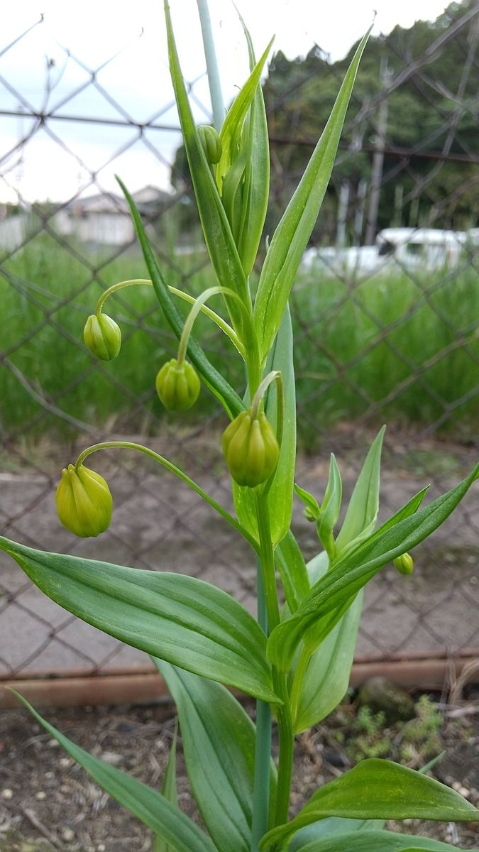 2022 サンダーソニアを5月に咲かせたい 5/7 蕾が増えてきました