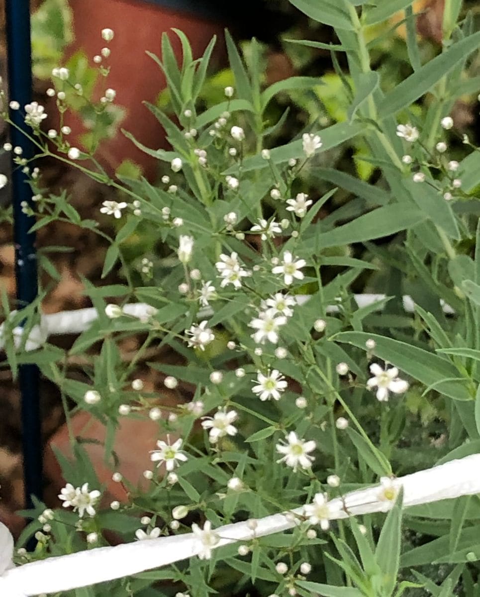 初心者が🔰種から育てる かすみ草 開花🥳