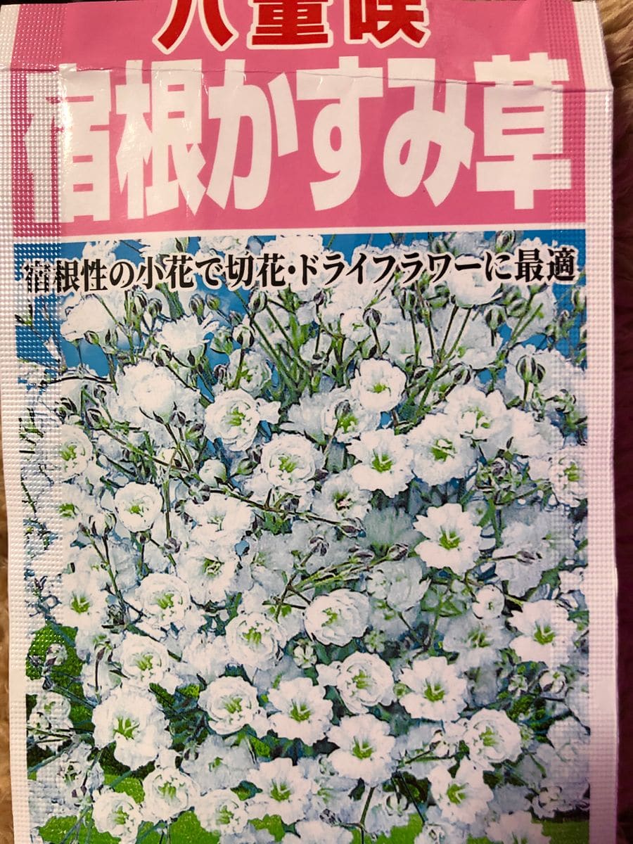 初心者が 種から育てるかすみ草 そだレポ 栽培レポート Byかお みんなの趣味の園芸